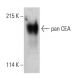 pan CEA Antibody (H-7) - Western Blotting - Image 388027 