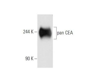 pan CEA Antibody (H-8) - Western Blotting - Image 57583 