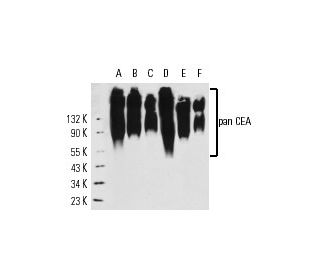 pan CEA Antibody (NCRC16) - Western Blotting - Image 14074 