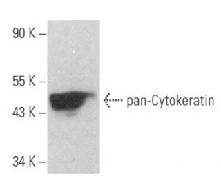 pan-Cytokeratin Antibody (D-12) - Western Blotting - Image 354616 