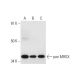 pan MRGX Antibody (F-1) - Western Blotting - Image 297041 