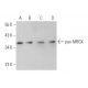 pan MRGX Antibody (F-1) - Western Blotting - Image 372476