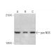 pan NOS Antibody (NOS-3F7-B11 B5) - Western Blotting - Image 348907 
