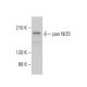 pan NOS Antibody (NOS-3F7-B11 B5) - Western Blotting - Image 379635
