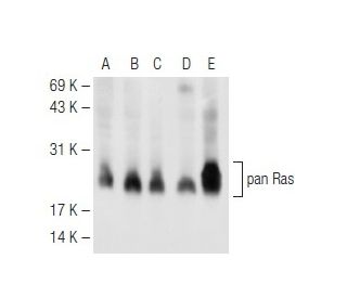 pan Ras Antibody (C-4)