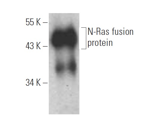 pan Ras Antibody (C-4) | SCBT - Santa Cruz Biotechnology