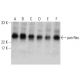 western blotting image from recommended pan Ras (C-4) monoclonal antibody replacement. Image 380965