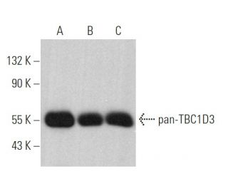 pan-TBC1D3 Antibody (C-8) - Western Blotting - Image 368758 