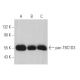 pan-TBC1D3 Antibody (C-8) - Western Blotting - Image 368758 