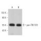 pan-TBC1D3 Antibody (C-8) - Western Blotting - Image 368761 