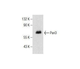 Pan3 Antibody (A-9) - Western Blotting - Image 155621 