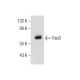 Pan3 Antibody (A-9) - Western Blotting - Image 155621 
