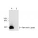Pancreatic Lipase Antibody (A-2) - Western Blotting - Image 292045 