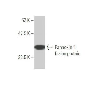 Pannexin-1 Antibody (2E3) - Western Blotting - Image 349548