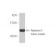 Pannexin-1 Antibody (2E3) - Western Blotting - Image 349548