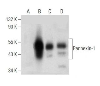 Pannexin-1 Antibody (D-12) - Western Blotting - Image 383043 