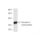 Pannexin-2 Antibody (2B11) - Western Blotting - Image 350239