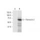 Pannexin-2 Antibody (2B11) - Western Blotting - Image 352201 