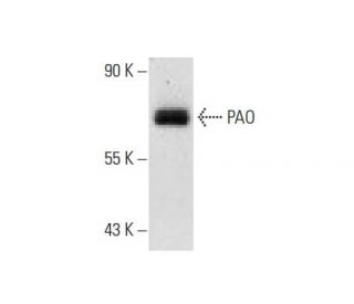 PAO Antibody (C-3) - Western Blotting - Image 72943Each CRISPR/Cas9 Knockout (KO) Plasmid product consists of a pool of 3 plasmids designed to ensure identification and cleavage of a specific gene for maximum knockout efficiency. Each plasmid encodes a unique 20 nt sequence derived from the GeCKO (v2) library.