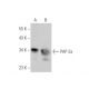 PAP-2a Antibody (A-4) - Western Blotting - Image 349098