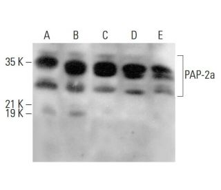 PAP-2a Antibody (A-4) - Western Blotting - Image 379888 