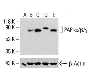 PAP-α/β/γ Antibody (D-1) - Western Blotting - Image 414347