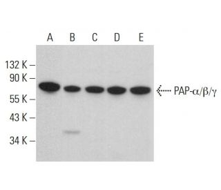PAP-α/β/γ Antibody (D-1) - Western Blotting - Image 377678