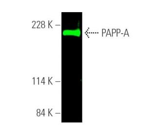 PAPP-A Antibody (B-7) - Western Blotting - Image 389608 