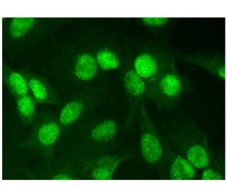 PAPSS 1 Antibody (A-8) - Immunofluorescence - Image 300850 