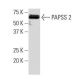 PAPSS 2 Antibody (SQ-19) - Western Blotting - Image 34175 