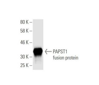 PAPST1 Antibody (3H5) - Western Blotting - Image 350365