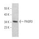 PAQR3 Antibody (A-8) - Western Blotting - Image 368581