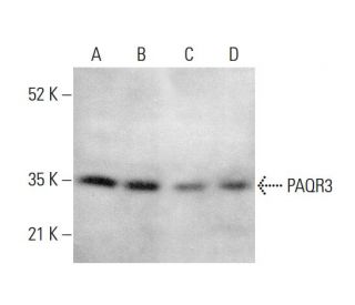PAQR3 Antibody (A-8) - Western Blotting - Image 382220 