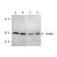 PAQR3 Antibody (A-8) - Western Blotting - Image 382220 