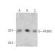 PAQR3 Antibody (A-8) - Western Blotting - Image 386850 
