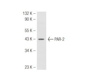 PAR-2 Antibody (SAM11) - Western Blotting - Image 48164The Double Nickase Plasmid features a U6 promoter for sgRNA expression, a 20 nt targeting sequence, and a gRNA scaffold to guide Cas9n. It includes a CBh promoter for Cas9n (D10A) and puromycin resistance, GFP for transfection verification, and nuclear localization signals (NLS). The 2A peptide allows co-expression of Cas9n and Puro from a single promoter, enabling precise genome editing with reduced off-target effects.