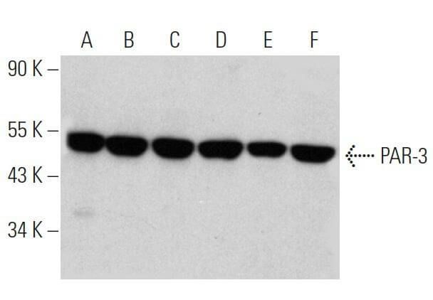 PAR-3 Antibody (G-4) | SCBT - Santa Cruz Biotechnology