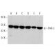 PAR-3 Antibody (G-4) - Western Blotting - Image 356300 