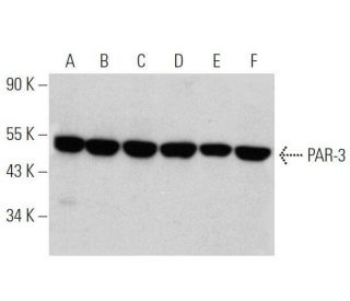 western blotting image from recommended PAR-3 (G-4) monoclonal antibody replacement. Image 356300