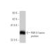 western blotting image from recommended PAR-4 (5F4) monoclonal antibody replacement. Image 348982