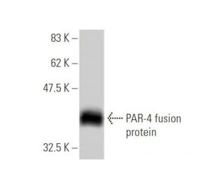 PAR-4 Antibody (5F4) - Western Blotting - Image 348982Each CRISPR/Cas9 Knockout (KO) Plasmid product consists of a pool of 3 plasmids designed to ensure identification and cleavage of a specific gene for maximum knockout efficiency. Each plasmid encodes a unique 20 nt sequence derived from the GeCKO (v2) library. 