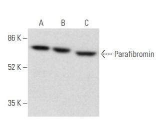 Parafibromin Antibody (E-4) - Western Blotting - Image 355487 