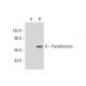 Parafibromin Antibody (G-9) - Western Blotting - Image 144702