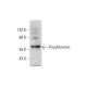 Parafibromin Antibody (G-9) - Western Blotting - Image 325218 