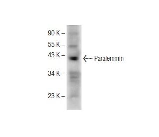Paralemmin Antibody (D-5) - Western Blotting - Image 145652