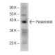 Paralemmin Antibody (D-5) - Western Blotting - Image 145652