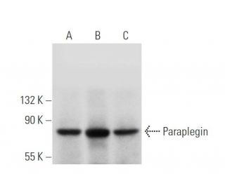 Paraplegin Antibody (C-5) - Western Blotting - Image 319988