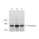 Paraplegin Antibody (C-5) - Western Blotting - Image 319988 