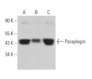 Paraplegin Antibody (C-5) - Western Blotting - Image 367543 