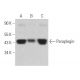 Paraplegin Antibody (C-5) - Western Blotting - Image 367543 
